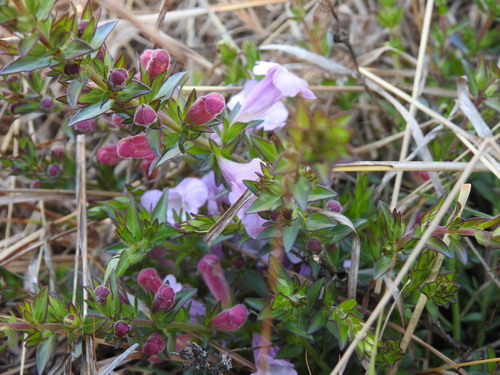 Wild penstemon (Graderia subintegra)