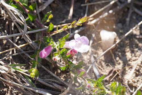 Wild penstemon (Graderia subintegra)
