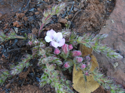 Wild penstemon (Graderia subintegra)