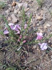 Wild penstemon (Graderia subintegra)