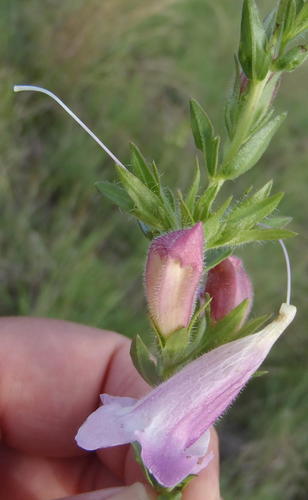 Wild penstemon (Graderia subintegra)