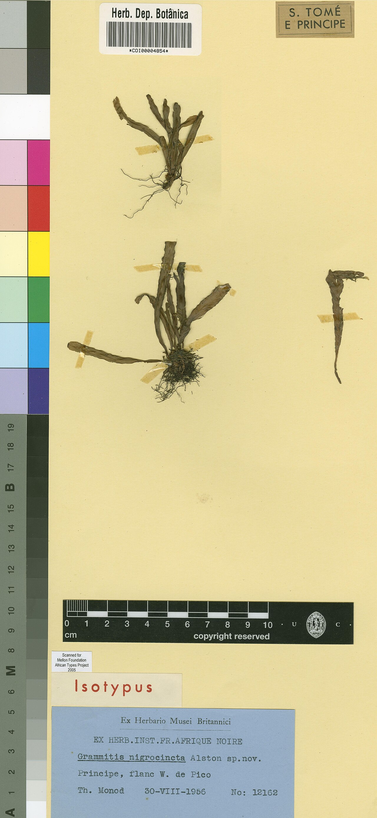 Grammitis nigrocincta: Photograph of Isotype of Grammitis nigrocincta at Herbarium of the University of Coimbra, Portugal (COI). Specimen COI00004854. http://coicatalogue.uc.pt/specim