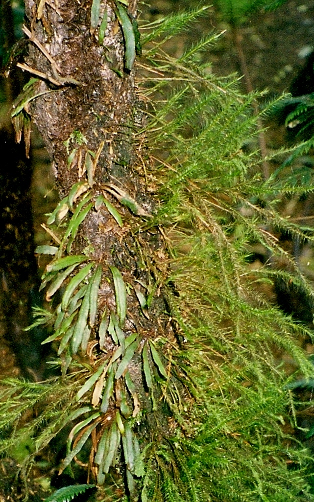 Grammitis wattsii: Lord Howe Island Mount Gower. Fern is Grammitis wattsii, moss is Spridens muelleri