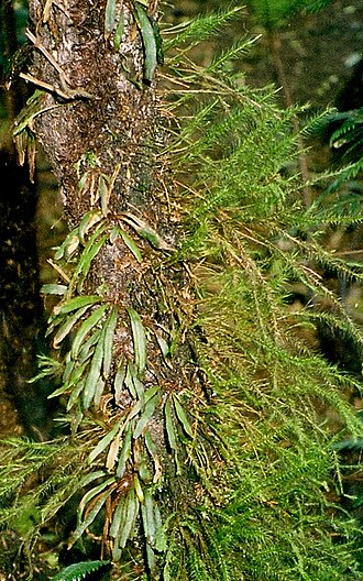 Grammitis wattsii: Lord Howe Island Mount Gower. Fern is Grammitis wattsii, moss is Spridens muelleri