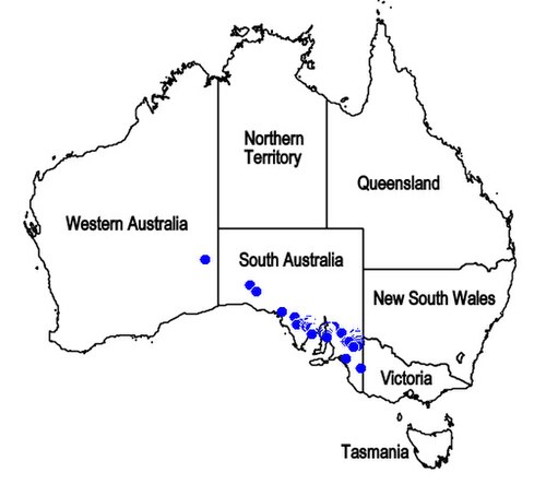 Grammosolen dixonii: Distribución de Grammosolen dixonii , endemismo del Sur de Australia.