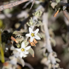 Grammosolen dixonii (Grammosolen dixonii)