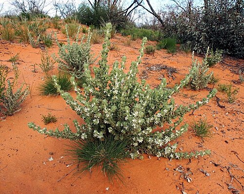 Grammosolen dixonii: Grammosolen dixonii en Calperum Station, Estado de South Australia.