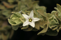 Grammosolen dixonii (Grammosolen dixonii)