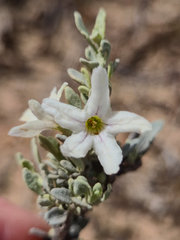 Grammosolen dixonii (Grammosolen dixonii)