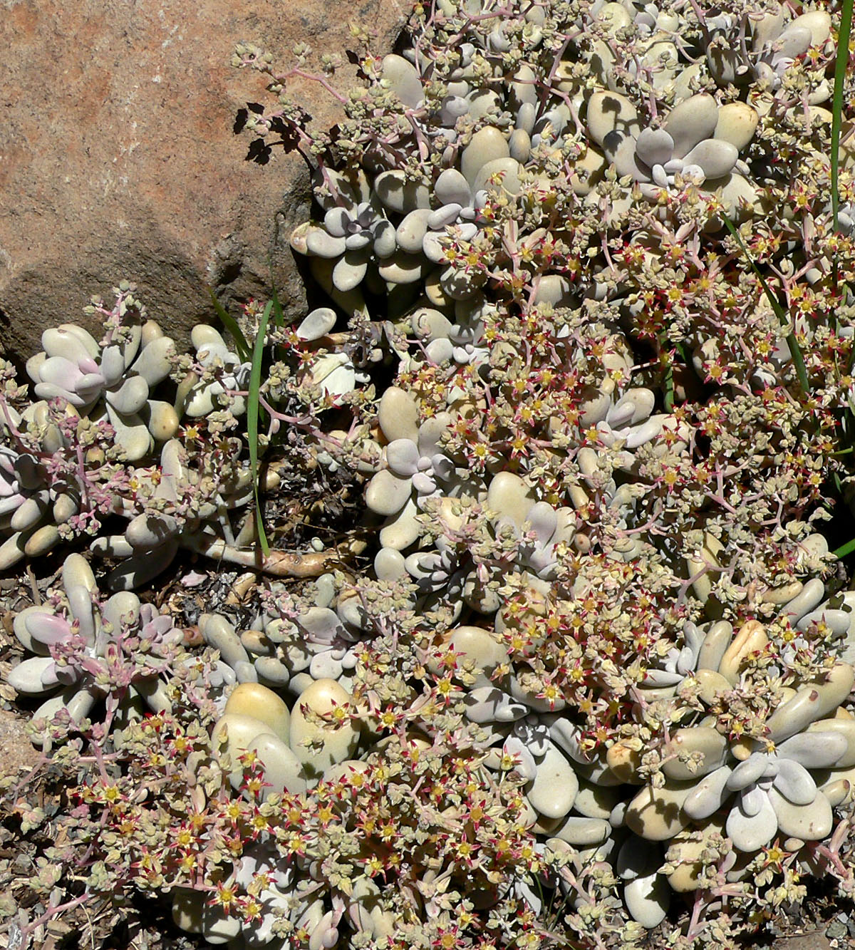 Graptopetalum amethystinum: Graptopetalum amethystinum at the University of California Botanical Garden , Berkeley, California