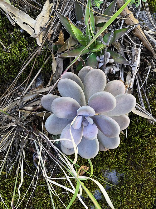 Graptopetalum amethystinum: Graptopetalum amethystinum