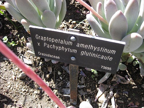 Graptopetalum amethystinum: This photo is from Gardenology.org and is available under CC-BY-SA 3.0 license. If you use it, please include attribution to Gardenology.org, with a link if the