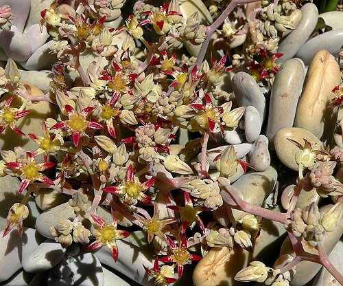 Graptopetalum amethystinum: Graptopetalum amethystinum at the University of California Botanical Garden , Berkeley, California