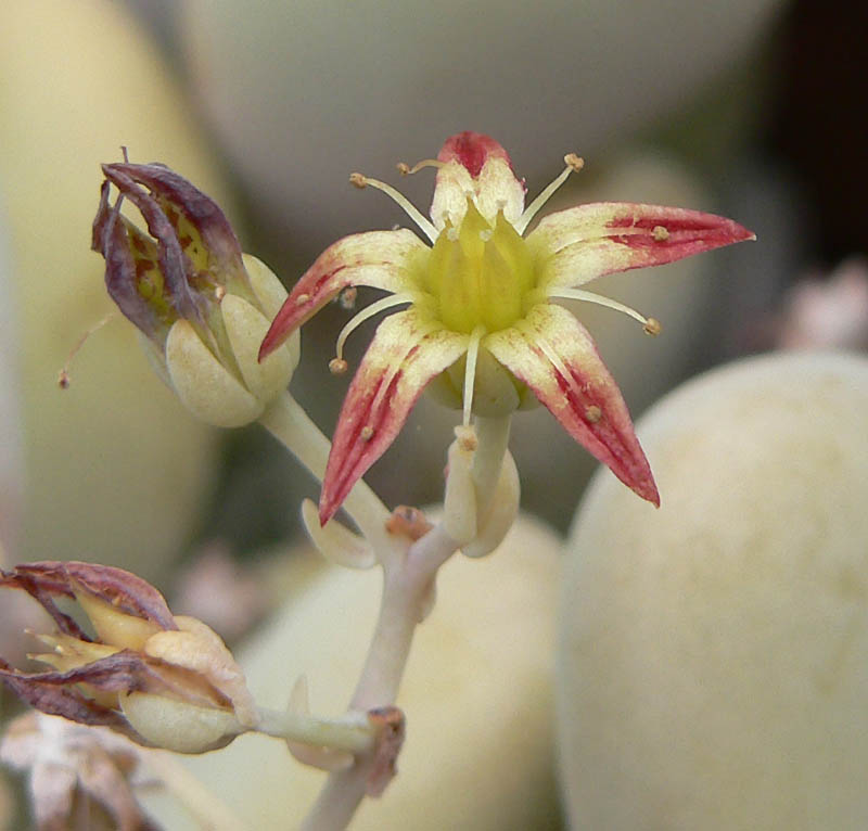 Graptopetalum amethystinum: Photo of Graptopetalum amethystinum at the University of California Botanical Garden