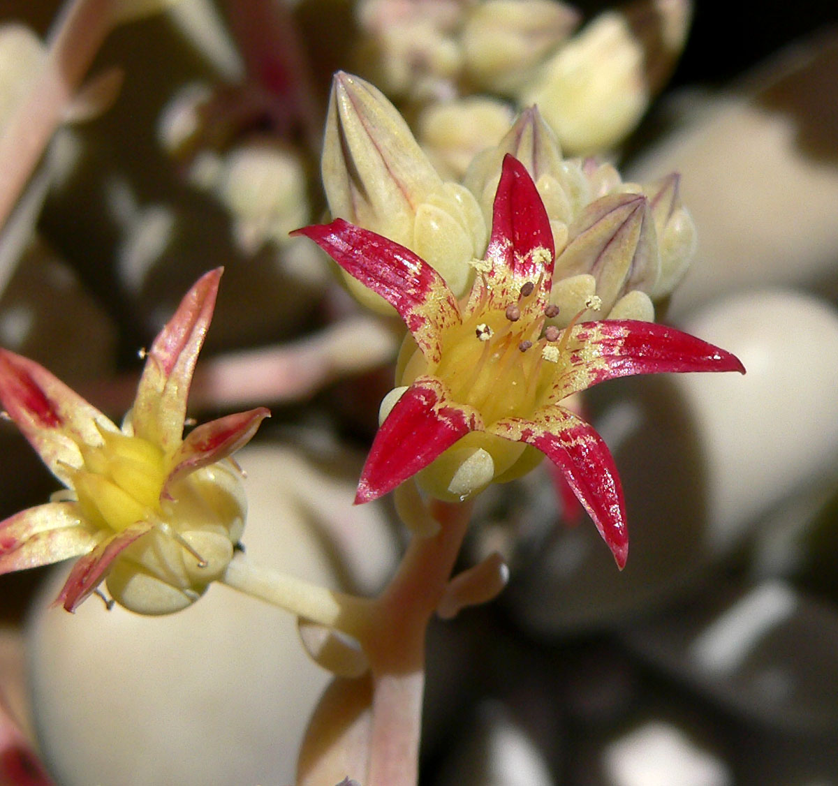 Graptopetalum amethystinum: Graptopetalum amethystinum at the University of California Botanical Garden , Berkeley, California
