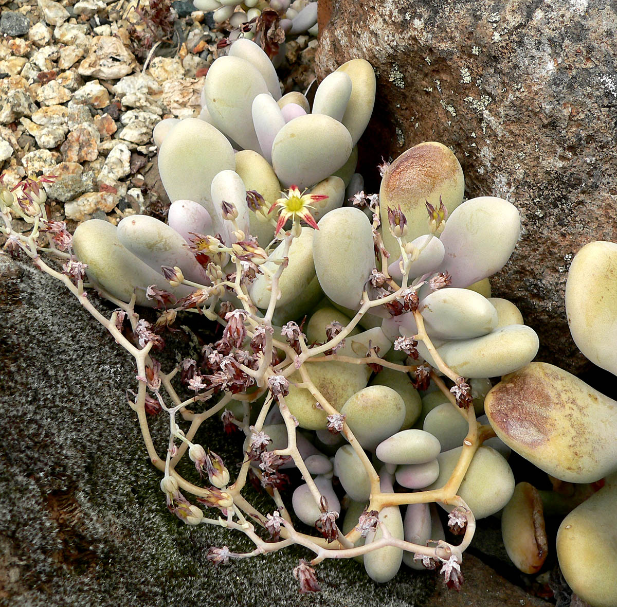 Graptopetalum amethystinum: Photo of Graptopetalum amethystinum at the University of California Botanical Garden