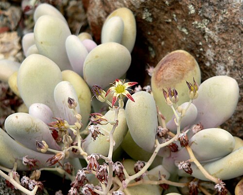 Graptopetalum amethystinum: Photo of Graptopetalum amethystinum at the University of California Botanical Garden