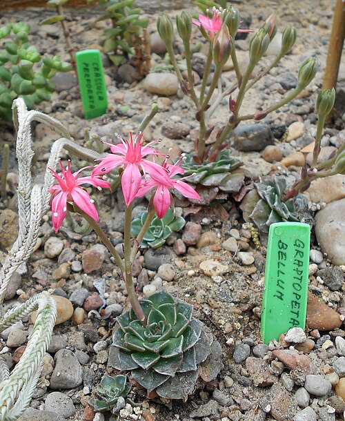 Graptopetalum bellum: Graptopetalum bellum , Ogród Botaniczny UMCS w Lublinie
