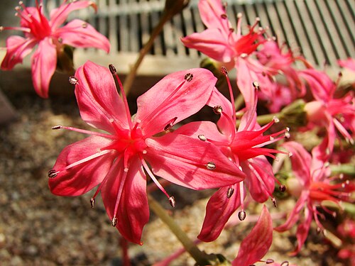 Graptopetalum bellum: Jardin botanique de l' Université de Zurich ( Suisse ) : Graptopetalum bellum (Moran & J.Meyrán) D.J. Hunt