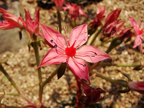 Graptopetalum bellum: Jardin botanique de l' Université de Zurich ( Suisse ) : Graptopetalum bellum (Moran & J.Meyrán) D.J. Hunt