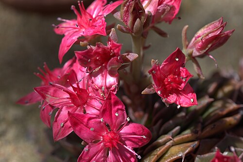 Graptopetalum bellum: Graptopetalum bellum in Gothenburg Botanical Garden 2015. Plant id: 2002-2999 p G.