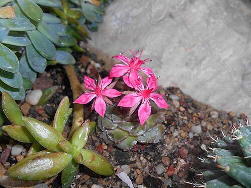 Graptopetalum bellum: Graptopetalum bellum , Ogród Botaniczny UMCS w Lublinie.