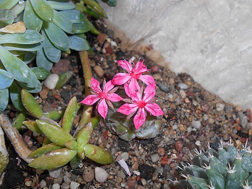 Graptopetalum bellum: Graptopetalum bellum , Ogród Botaniczny UMCS w Lublinie.