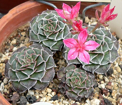 Graptopetalum bellum: Photo of Tacitus bellus at the University of California Botanical Garden