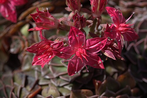 Graptopetalum bellum: Graptopetalum bellum in Gothenburg Botanical Garden 2015. Plant id: 2002-2999 p G.