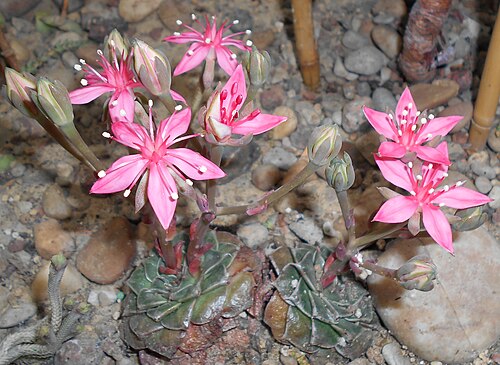 Graptopetalum bellum: Graptopetalum bellum , Ogród Botaniczny UMCS, Lublin, Polska.