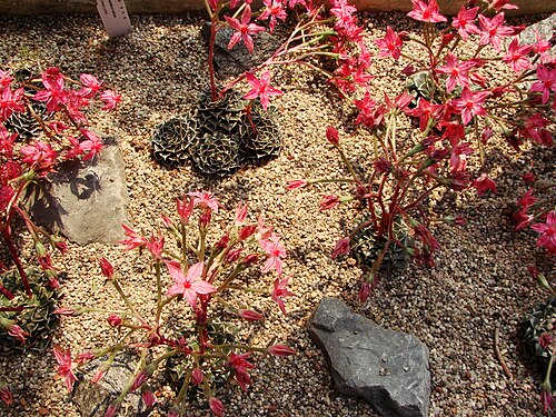 Graptopetalum bellum: Jardin botanique de l' Université de Zurich ( Suisse ) : Graptopetalum bellum (Moran & J.Meyrán) D.J. Hunt
