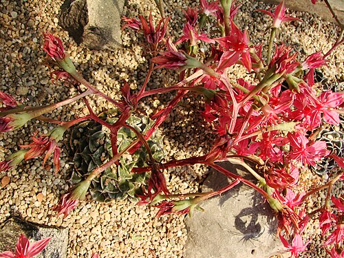 Graptopetalum bellum: Jardin botanique de l' Université de Zurich ( Suisse ) : Graptopetalum bellum (Moran & J.Meyrán) D.J. Hunt
