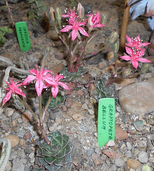Graptopetalum bellum: Graptopetalum bellum , Ogród Botaniczny UMCS, Lublin, Polska.