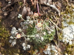 Graptopetalum filiferum (Graptopetalum filiferum)