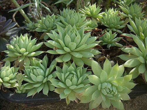 Graptopetalum macdougallii: Graptopetalum macdougallii