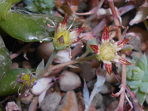 Graptopetalum macdougallii: Graptopetalum macdougallii , Ogród Botaniczny UMCS w Lublinie