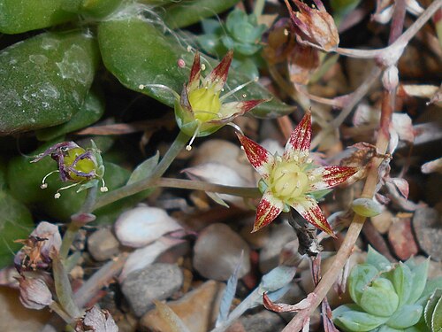 Graptopetalum macdougallii: Graptopetalum macdougallii , Ogród Botaniczny UMCS w Lublinie