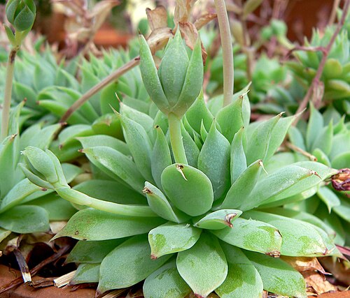 Graptopetalum macdougallii: Graptopetalum macdougallii at the University of California Botanical Garden , Berkeley, California