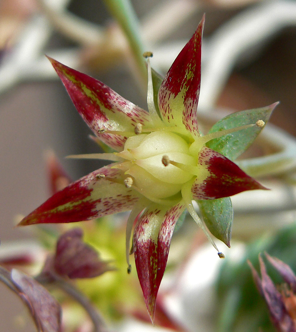 Graptopetalum macdougallii: Graptopetalum macdougallii at the University of California Botanical Garden , Berkeley, California