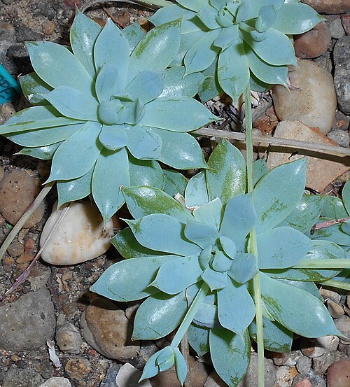 Graptopetalum macdougallii: Graptopetalum macdougallii , Ogród Botaniczny UMCS, Lublin, Polska.
