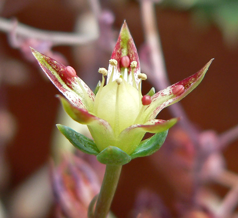 Graptopetalum macdougallii: Graptopetalum macdougallii at the University of California Botanical Garden , Berkeley, California