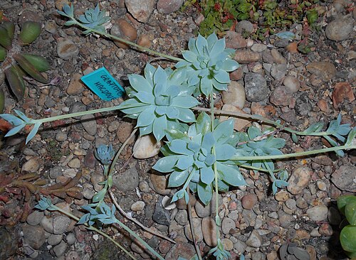 Graptopetalum macdougallii: Graptopetalum macdougallii , Ogród Botaniczny UMCS, Lublin, Polska.