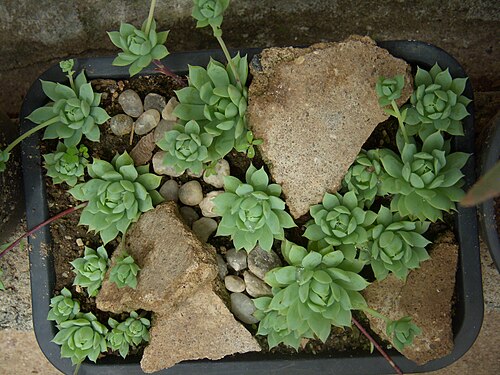 Graptopetalum macdougallii: Graptopetalum macdougallii