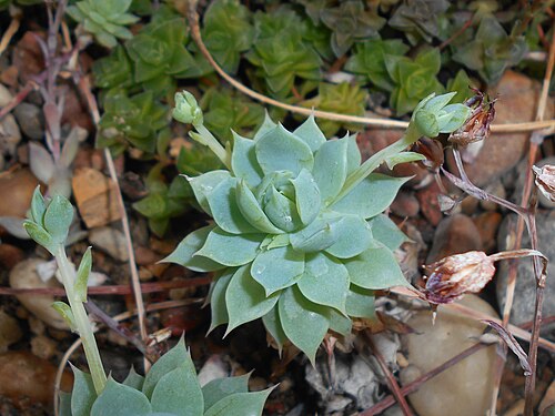 Graptopetalum macdougallii: Graptopetalum macdougallii , Ogród Botaniczny UMCS w Lublinie