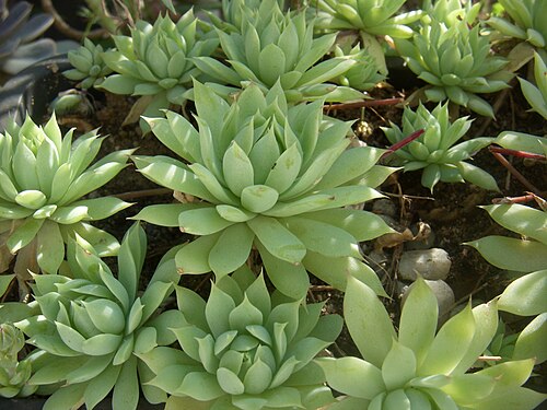 Graptopetalum macdougallii: Graptopetalum macdougallii