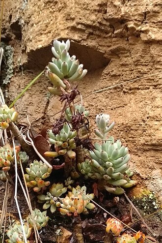 Graptopetalum pachyphyllum: Graptopetalum pachyphyllum