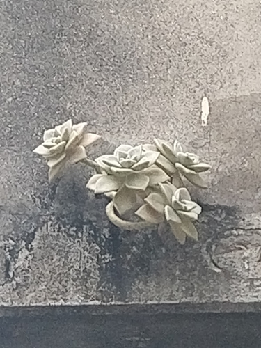 Ghost plant (Graptopetalum paraguayense)