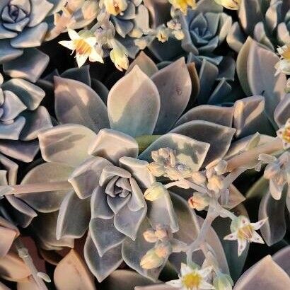Ghost plant (Graptopetalum paraguayense)