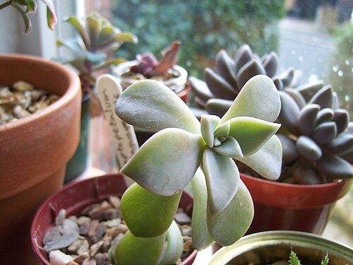 Ghost plant: Graptopetalum Paraguayense