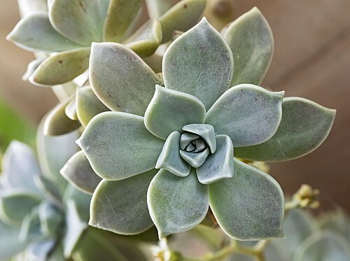 Ghost plant: Graptopetalum paraguayense - Leaves